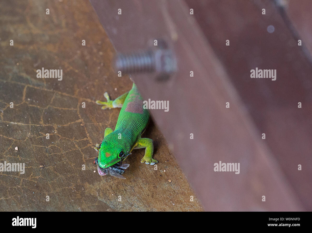Day Gecko en parque de Andasibe, Madagascar Foto de stock