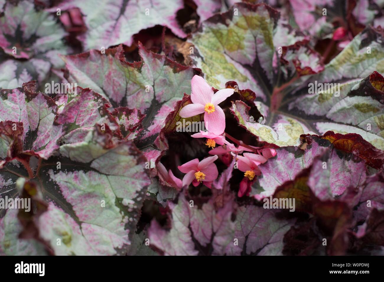 Begonia de hoja pintada fotografías e imágenes de alta resolución - Alamy