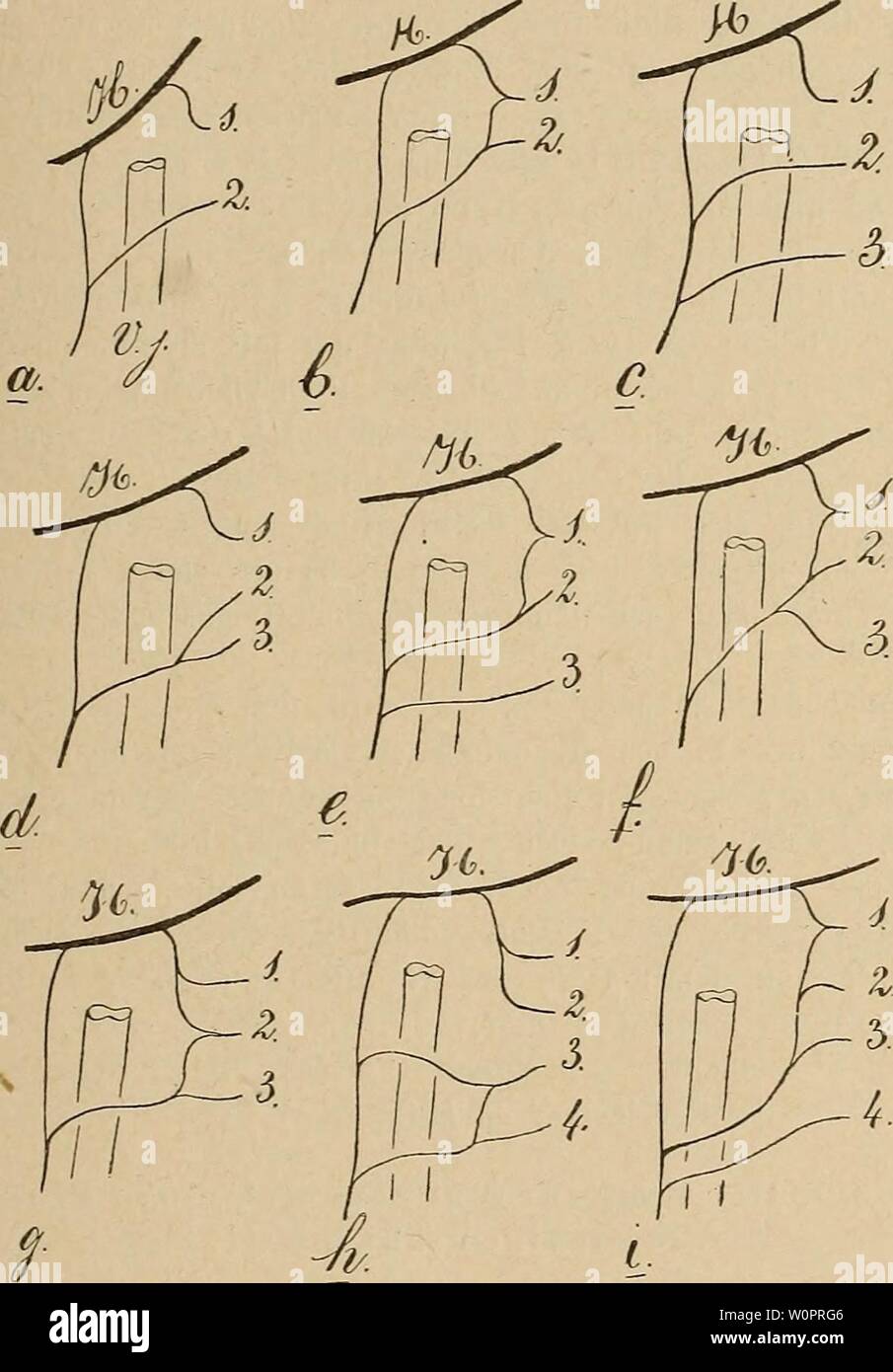 Imagen de archivo de la página 124 del Der del plexo braquial Primaten cérvico-der. Der cervico-plexo braquial der Primaten derplexuscervico00bolk Año: 1907 487 (193) C I sich, der eine A.st verbindet sich mit dem Hypoglossusstamme, der zweite verläuft abwärts , verbindet sich mit der zweiten Wurzel, Fig. 34. Von der Schemata forma des-hypoglosso Plexus cervicalis bei den zieht Primaten. und mit dieser vor die Yene hin entweder ohne sich mit der Dritten Wurzel zu verbinden (Fig. 34 e), Wie bei Micetos, oder mit der Dritten Wurzel eine Schlinge bildend, wie es bei Macacus Níger der Fall guerra (Fig. Foto de stock