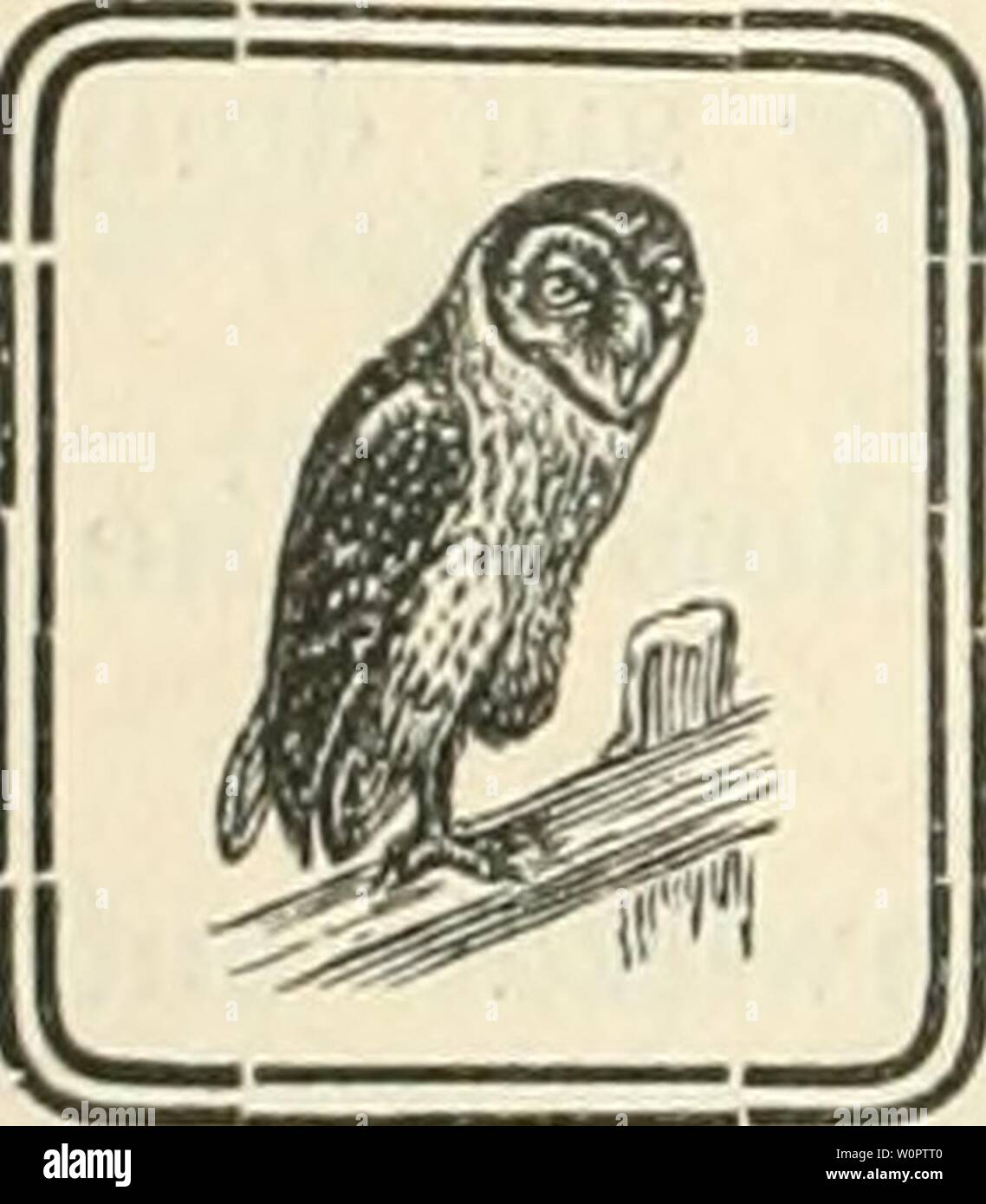 Imagen de archivo de la página 139 de Der Ornithologische Beobachter (1902). Der Beobachter Ornithologische derornithologisc10alas Año: 1902 106 300 (Clangula Schellente glaucioii L.). o uoscliossen von Fi-. (Auf Scinvitzer lein Moos.seodorl'see am '29. Dezeinhor 18()9. - Q ,i&GT;'escliüsseii auf dem Moiissoedoi'fsee am 80. Dezember 1869. N. S. Mittlerer Säger, 30!) (Meius serrator L.). (Lesdiussen vuii Fr. En Seedoif Scliwitzer auf dem üee, Dezember 1869. XV. Ordnung: Colynibidac - Tanclier. 1''. Foiiiilic: P()(Jif:ij)!dn(&gt; - Krontftuchcr. Haubentaucher, 314 (Podiceps cristatus T.). "1887, Foto de stock