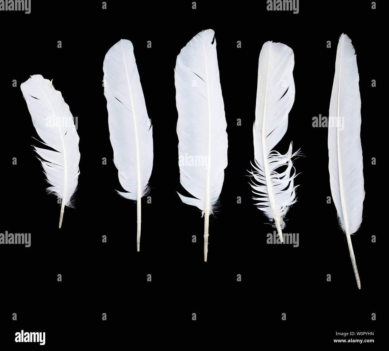 White feathers black background fotografías e imágenes de alta resolución -  Alamy
