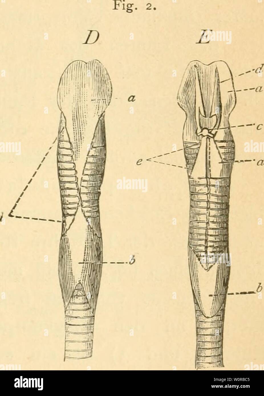 Imagen de archivo de la página 356 de Der Bau der Vögel (1895). Der Bau der Vögel derbaudervgel00Marte Año: 1895 -'fe Fig. I. Kehlkopf der Rabenkrähe. Un Seitliche Ansicht, um die Gelenkverbin- dung zwischen dem fa) Anillo- und dem (öj Schildstück und die Lage des- stücks Gelenk (c) zu zeigen, um die Artikulation sowie desselben mit den Giessbecken- stücken fdj klar zu machen. - / Die Spuren zweier Ringe untern Schildplatte am Rande der. - B und C Ansicht von hinten, un Knorpelige Fortsätze - b Spuren der Ringe untern Schildplatte am Rand der. - Und B nat. Grösse, C vergrössert. Fig. 2. De Kehlkopf Foto de stock