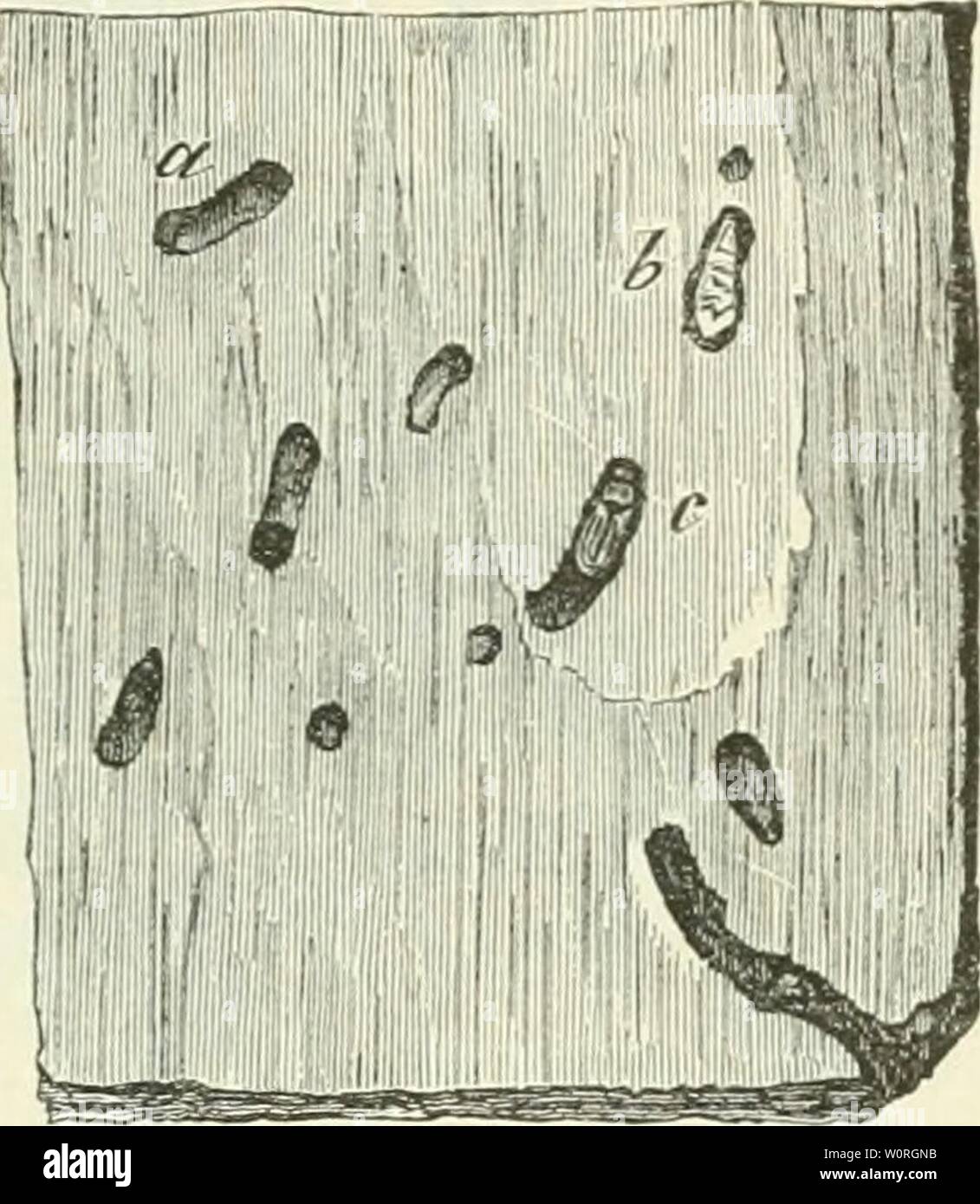 Imagen De Archivo De La Pagina 416 De Der Forstschutz 18 Der Forstschutz Derforstschutz01hessuoft Ano 18 B J U Gegen Njetten 387 A Ifl L Ia Er A Fer Fiid T A Lterea B Loqueo Preincisional Del Nervio Ilioinguinal