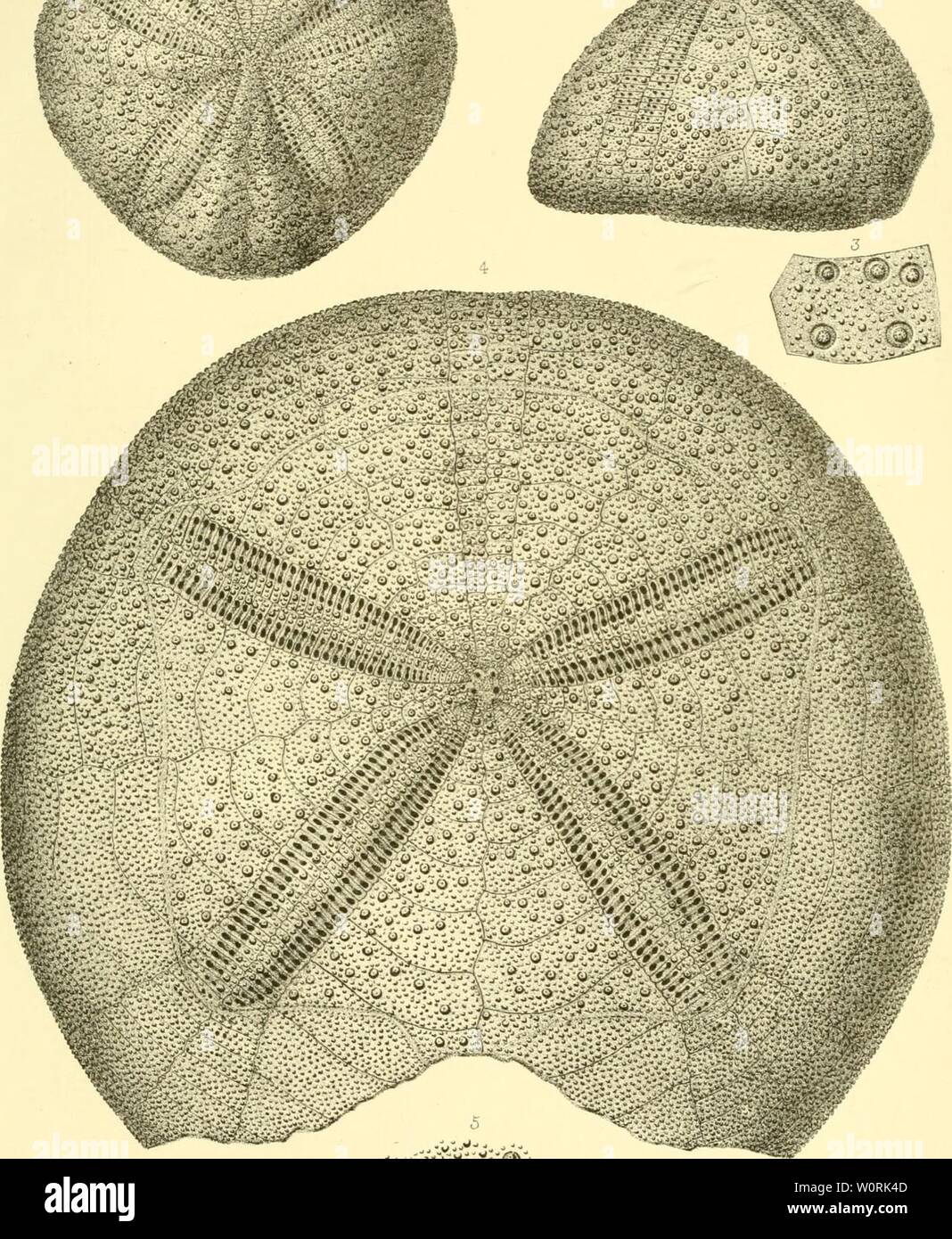 1818 1904 Fotos E Imagenes De Stock Alamy