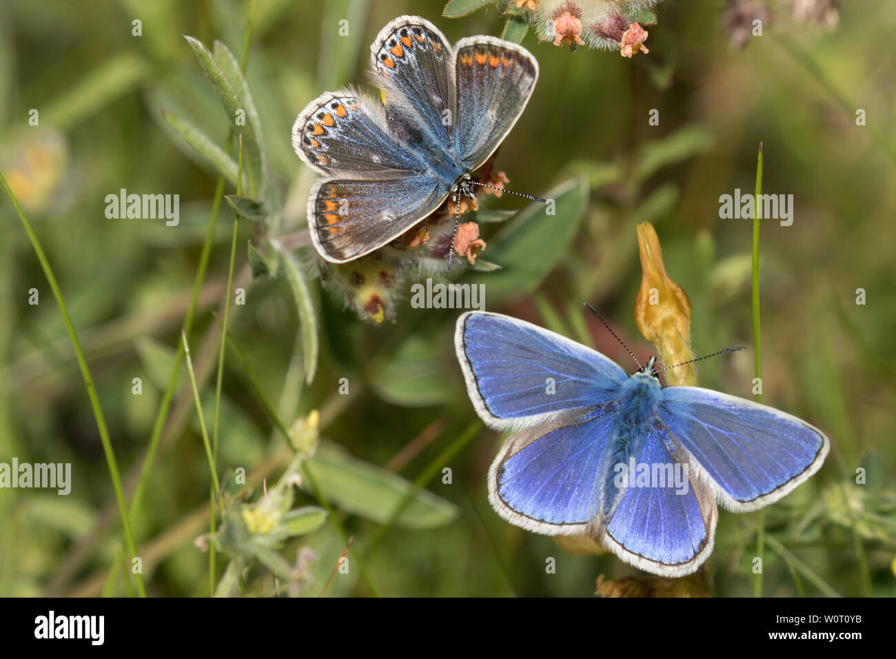 Las mariposas azules comunes (macho y hembra) Foto de stock