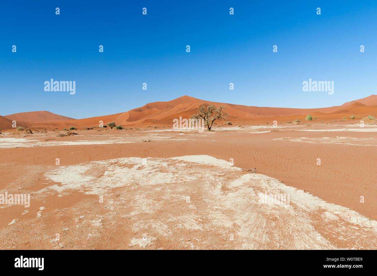 Mit Duenen Wueste Akazien in der Namib, Namibia, Afrika. Foto de stock