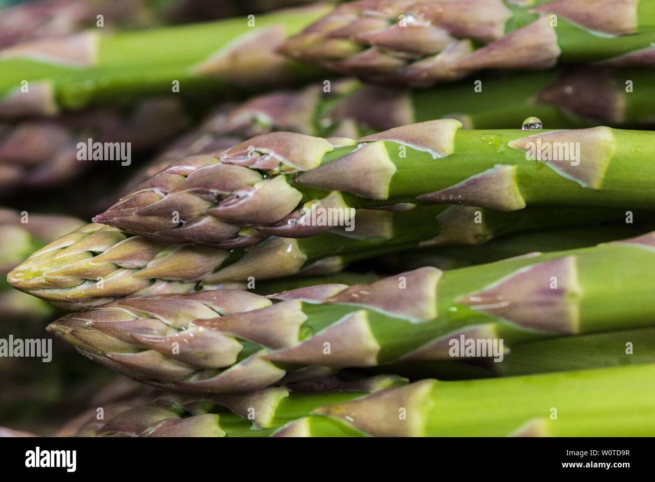 Cerrar shot de puntas de espárragos en inglés Fotografía de stock Alamy