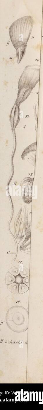 Imagen de archivo de la página 774 de Der Baum (1860). Der baum derbaum00scha Año: 1860 Foto de stock
