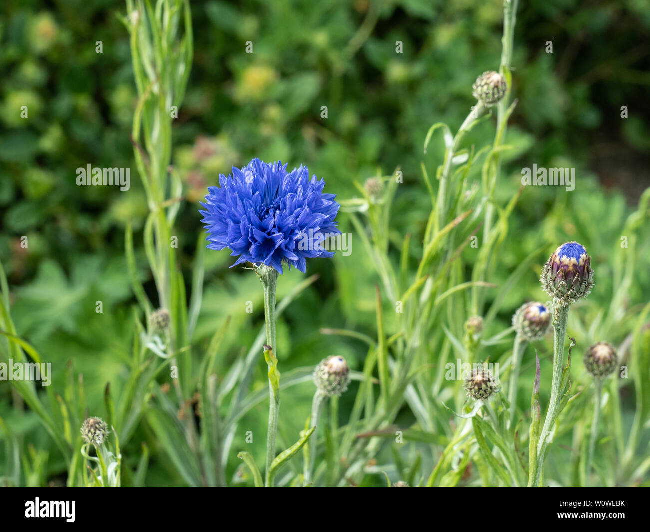 El azul profundo de las flores de aciano Centaurea cyanus Foto de stock