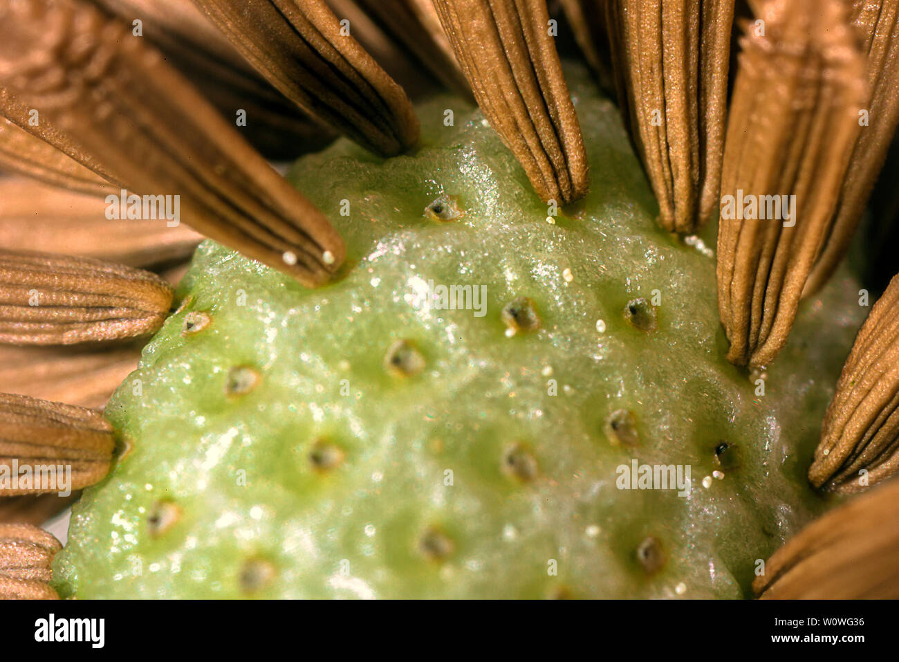 Vom Makroaufnahme Kern einer Pustblume. Foto de stock