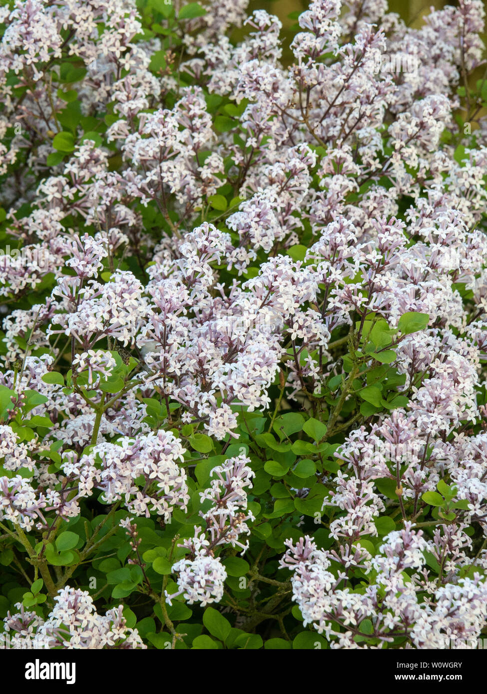 Las flores de color lila pálido el enano lilac Syringa meyeri Palibin Foto de stock