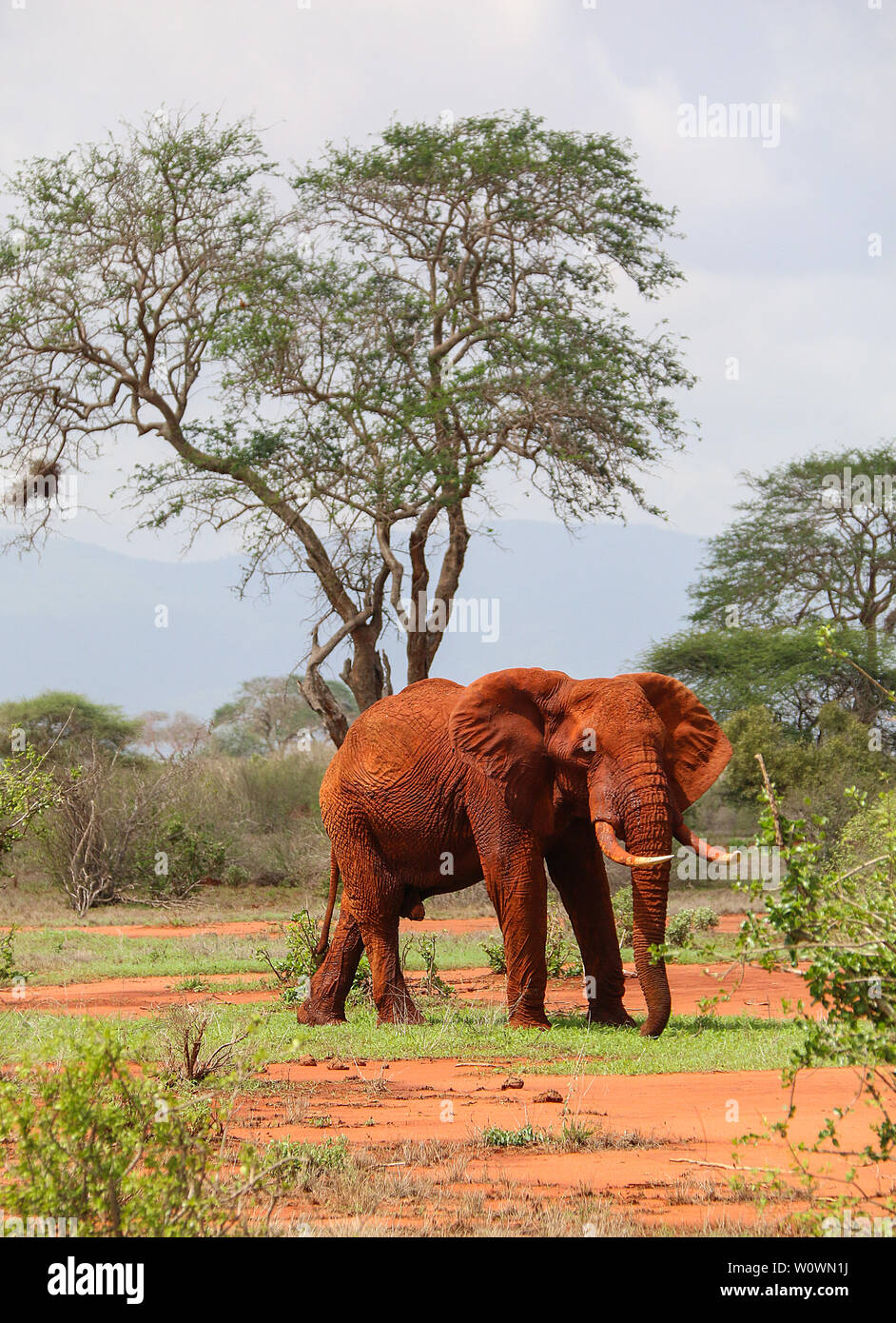Magnifico toro elefantes en el Parque Nacional de Tsavo East, Kenya Foto de stock