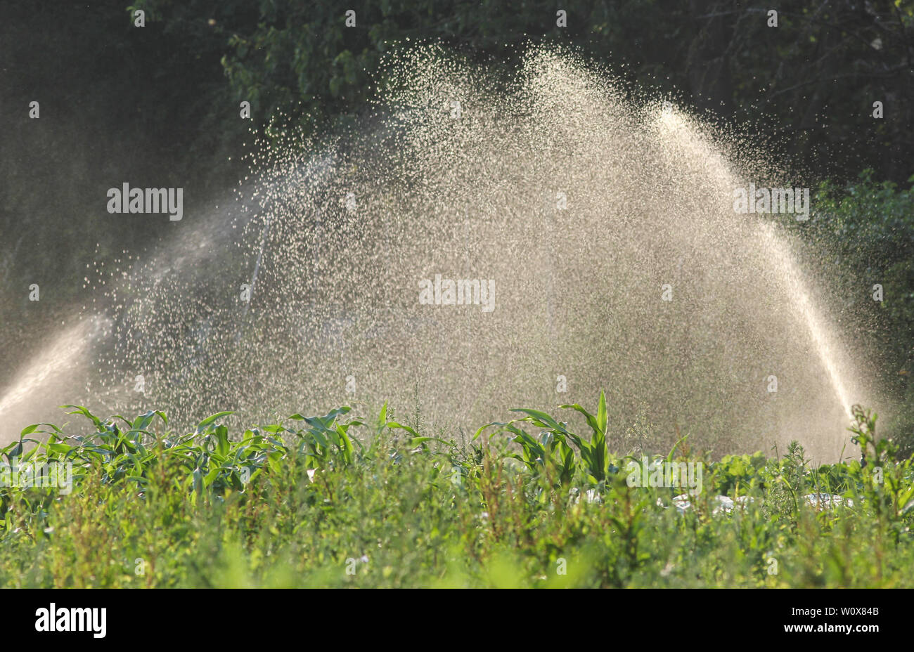 Rociar agua en frente de luz, proveniente de un sistema de riego para las  plantas de maíz Fotografía de stock - Alamy