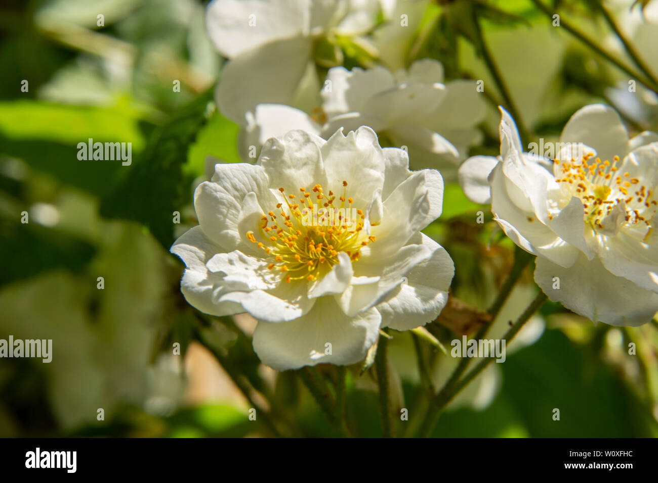 Rambling Rector, un vigoroso Rambling Rose blanco en flor en un jardín de arco. Foto de stock