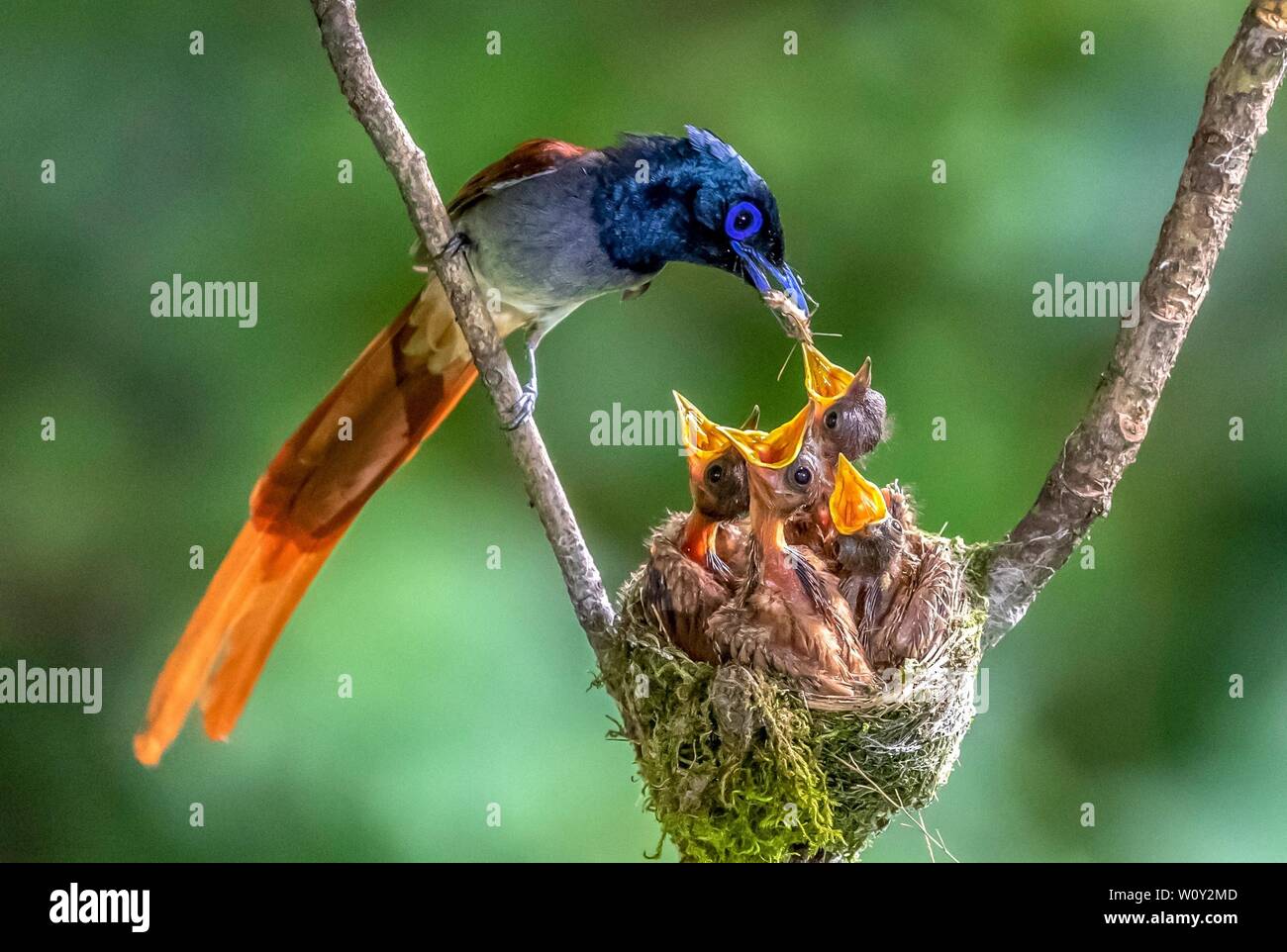 El 28 de junio de 2019, en la provincia de Sichuan, China: un paraíso  Flycatcher (Terpsiphone Paradisi) es nombrado porque su macho tiene dos  plumas centrales de la cola como cintas. Las