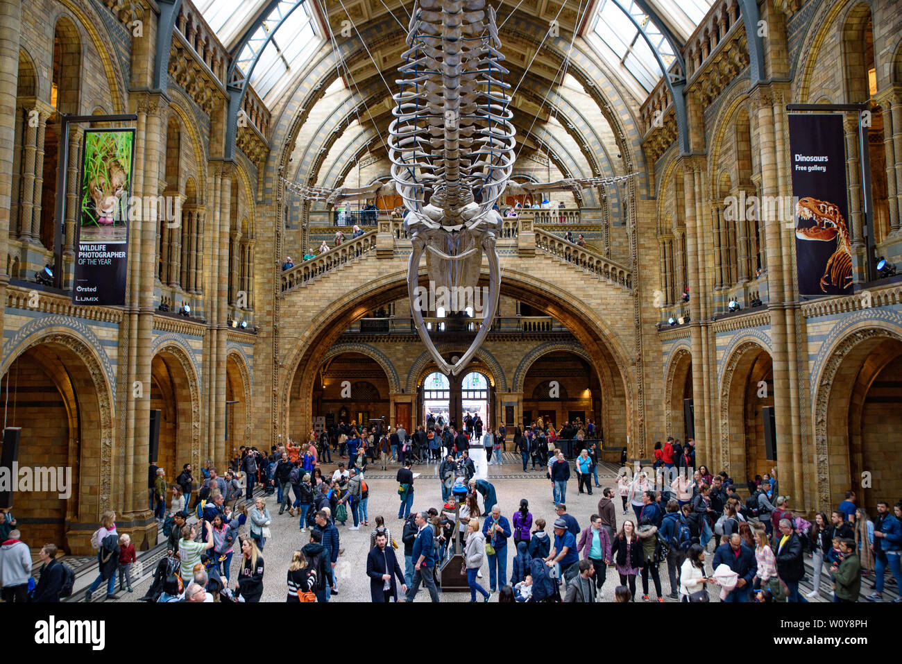 El interior del Museo de Historia Natural y el esqueleto de ballena y en Londres, Reino Unido Foto de stock