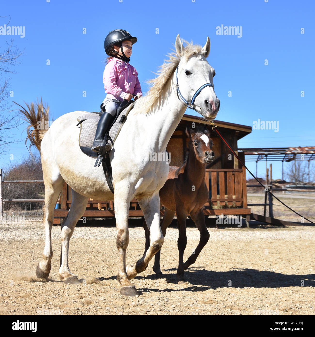 Clases de equitación para niños.niña sobre un caballo blanco de mare. Poco  Brown foal canters junto a Fotografía de stock - Alamy