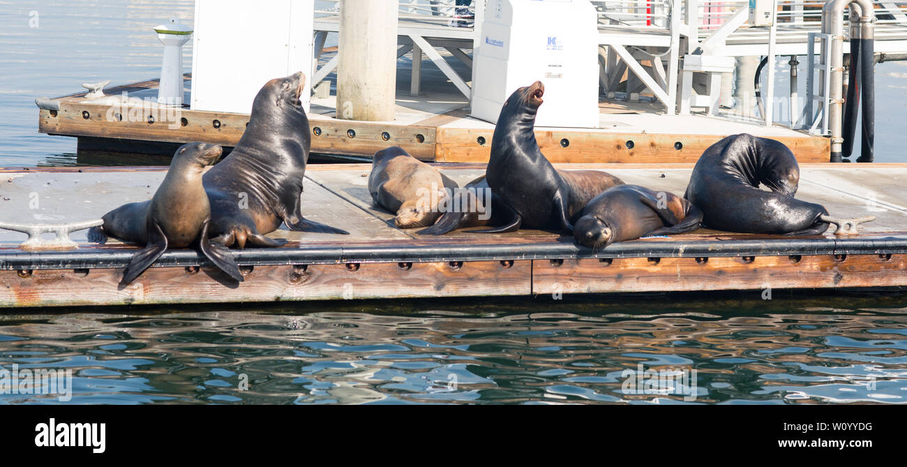 Leones marinos y focas descansando sobre un embarcadero Fisherman Village, Marina del Rey, California Foto de stock