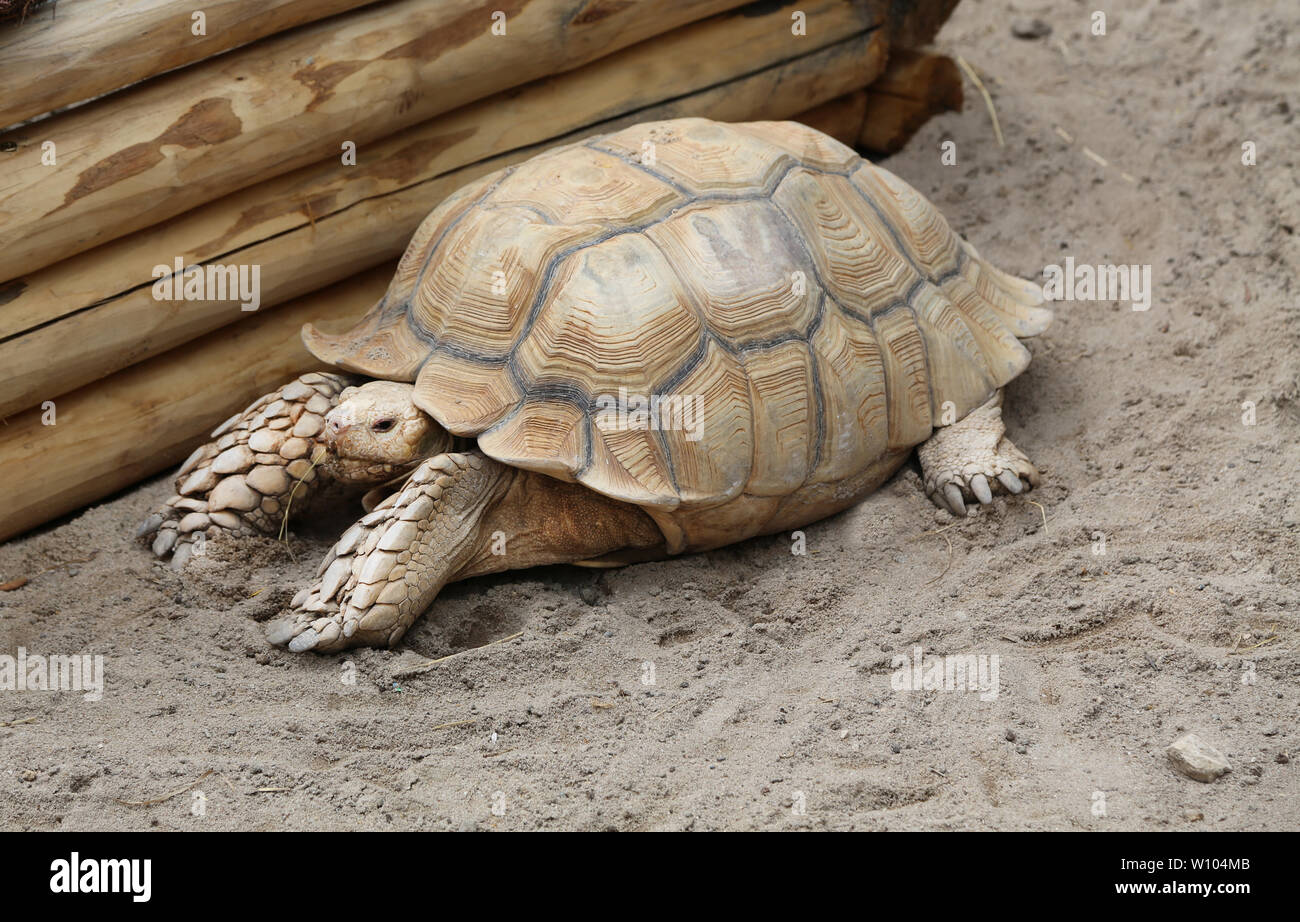 Las tortugas con caparazón marrón hermoso sentarse en la arena Foto de stock