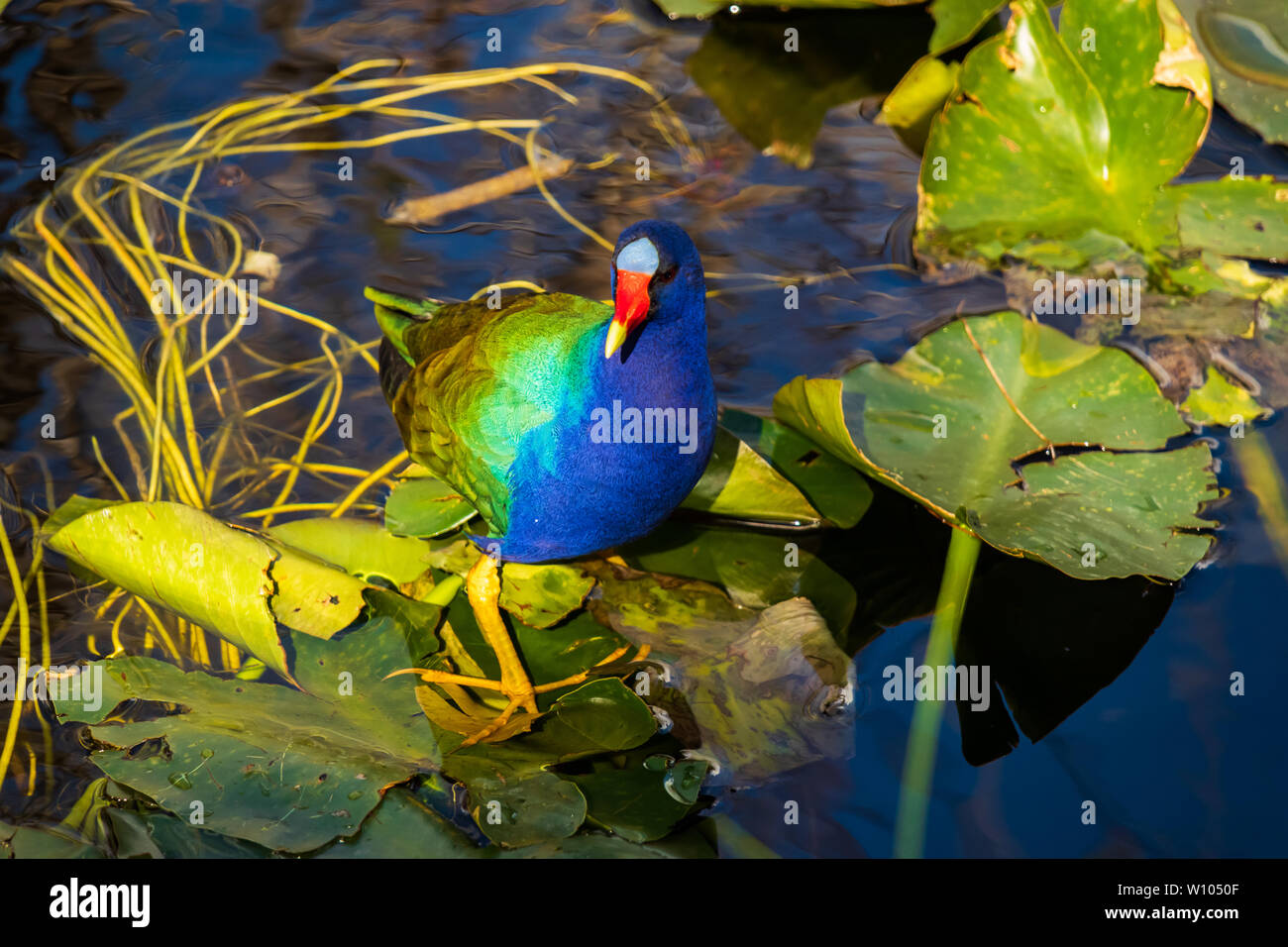 Púrpura en el Gallinule lirio en el Parque Nacional Everglades, Florida, EE.UU. Foto de stock