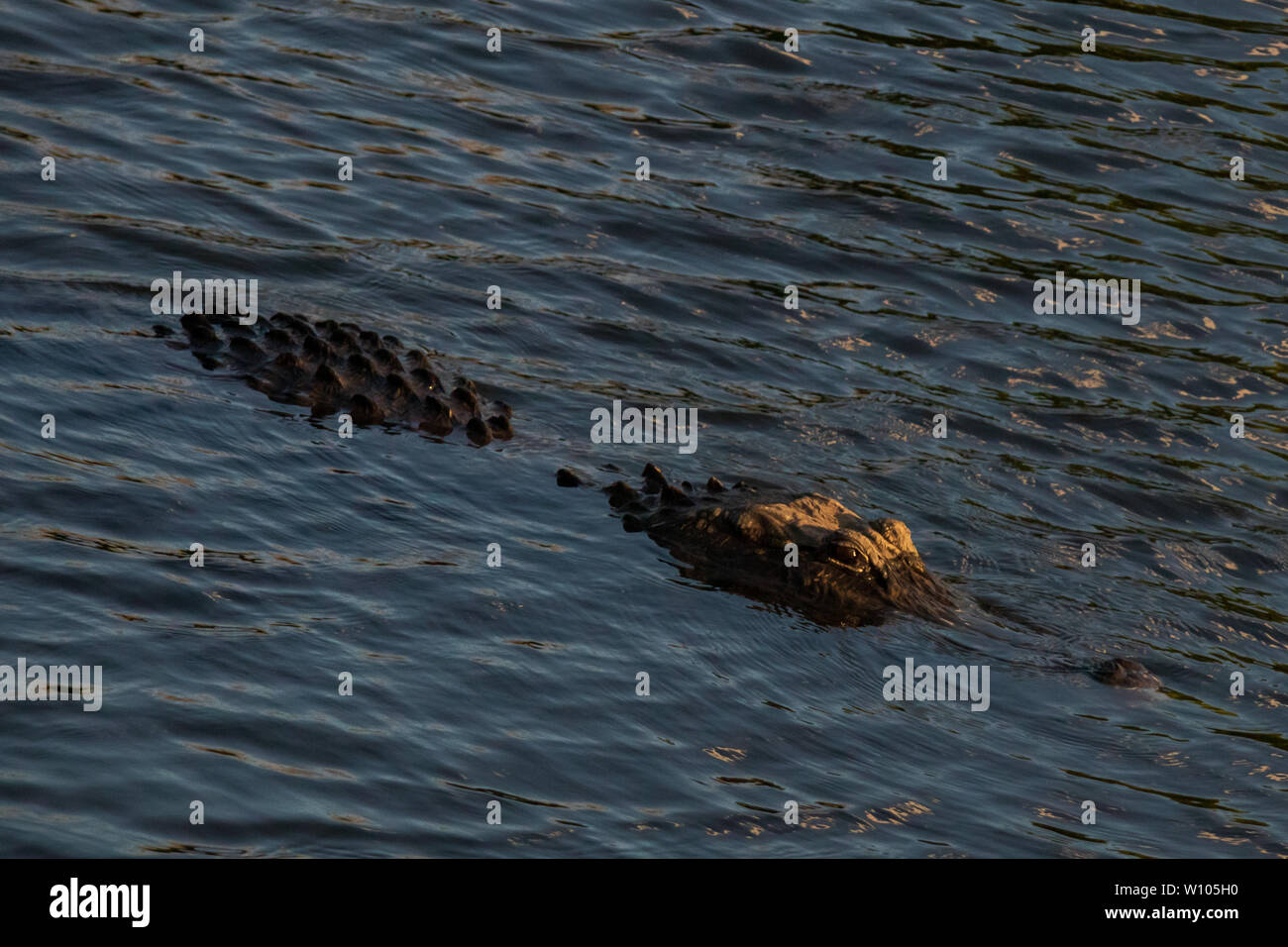 Alligator nadar en el agua en el Parque Nacional Everglades, Florida, EE.UU. Foto de stock