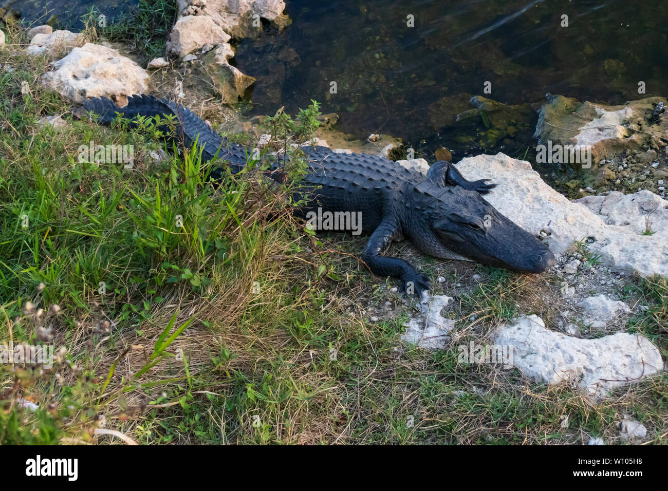 Alligator sentando sobre rocas junto al agua en el Parque Nacional Everglades, Florida, EE.UU. Foto de stock