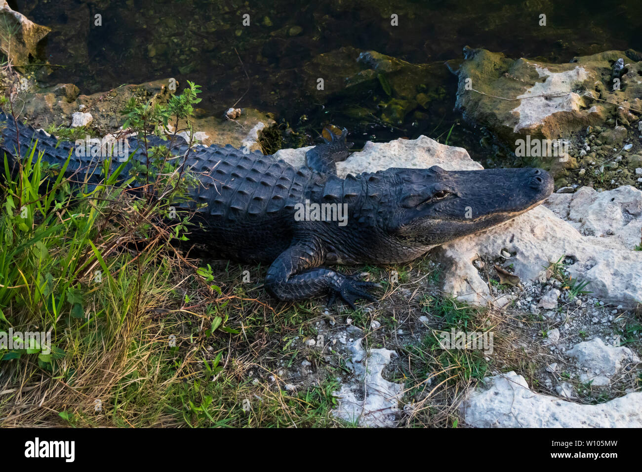 Alligator sentando sobre rocas junto al agua en el Parque Nacional Everglades, Florida, EE.UU. Foto de stock