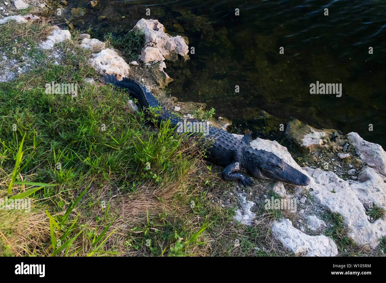 Alligator sentando sobre rocas junto al agua en el Parque Nacional Everglades, Florida, EE.UU. Foto de stock