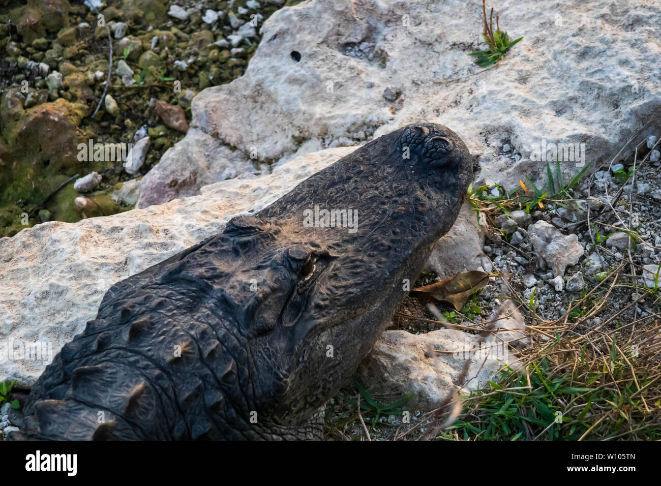 Alligator sentando sobre rocas junto al agua en el Parque Nacional Everglades, Florida, EE.UU. Foto de stock