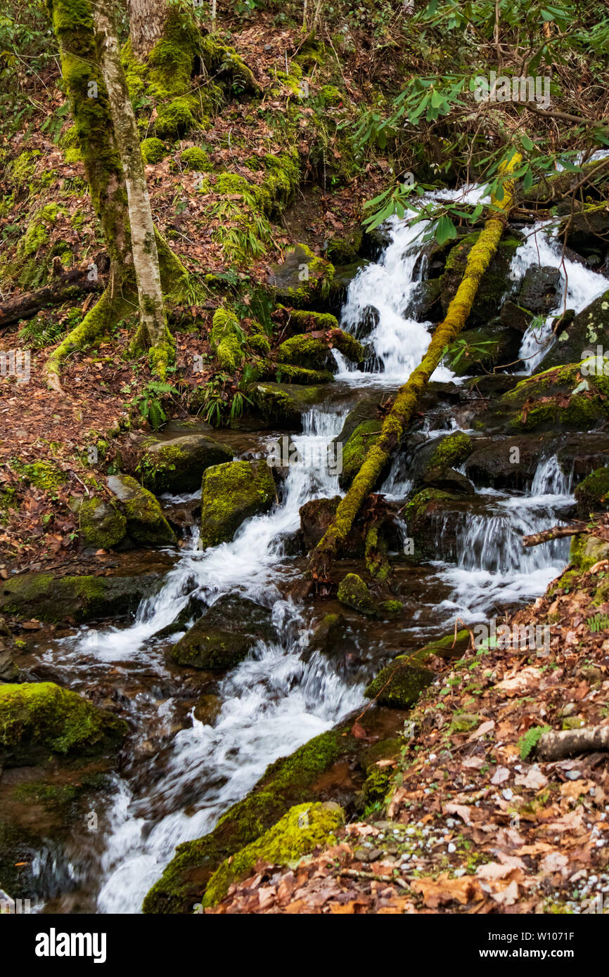 Oriente Prong Little River y pequeña cascada arroyo en el Great Smoky Mountains National Park Tennessee Foto de stock