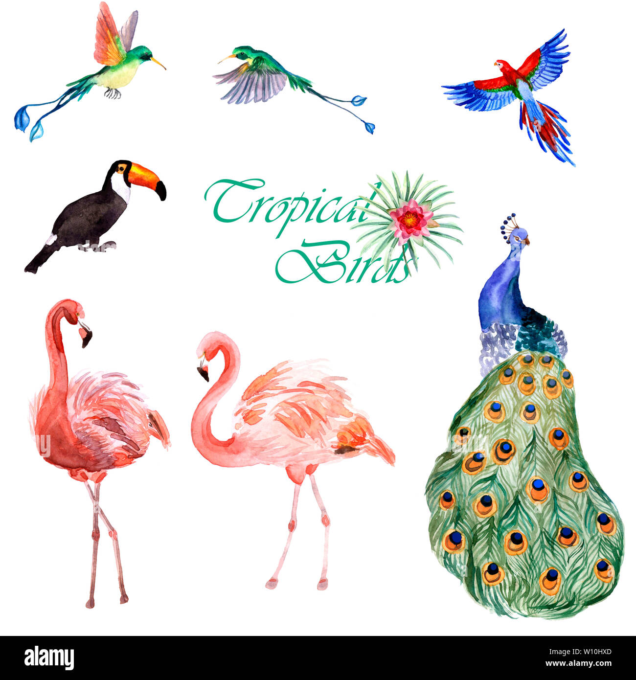 Acuarela pintada a mano colección de aves tropicales aislado sobre un fondo blanco. Foto de stock