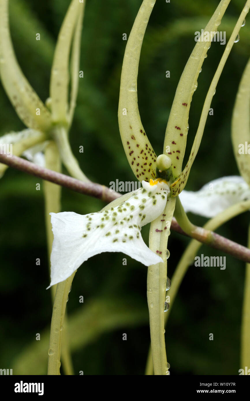 Brassia verrucosa. Crema manchado marrón de las flores de la orquídea epífitas tropicales de América Central. Foto de stock