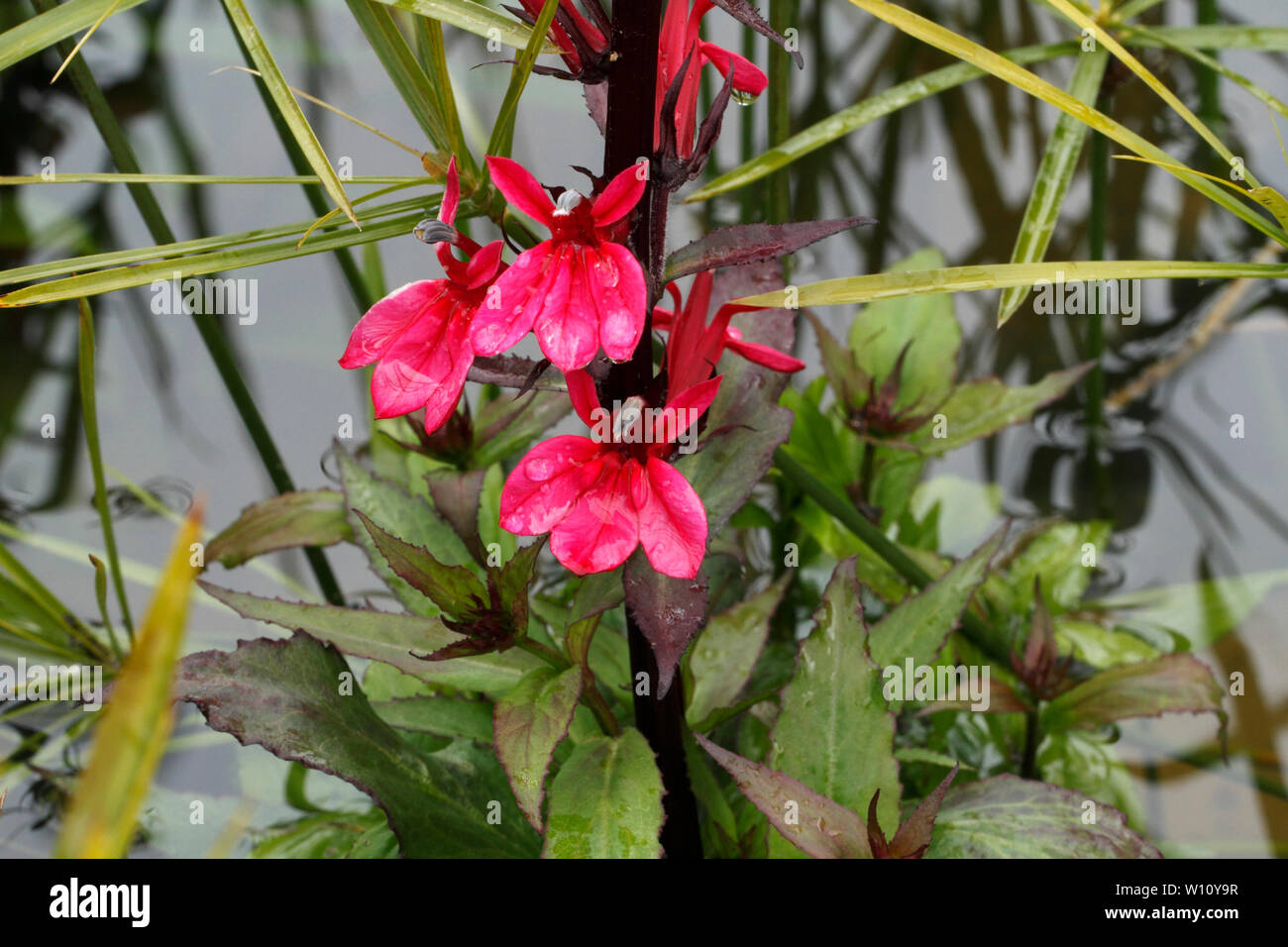 Rosa agua marginal plantas en flor. Familia de menta. Foto de stock