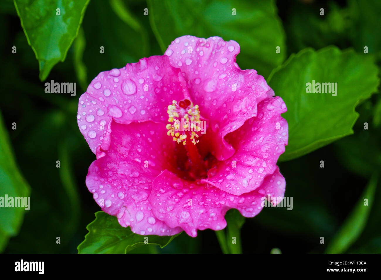 Pink Hibiscus Flor fondo verde con la lluvia caída imagen HD Foto de stock