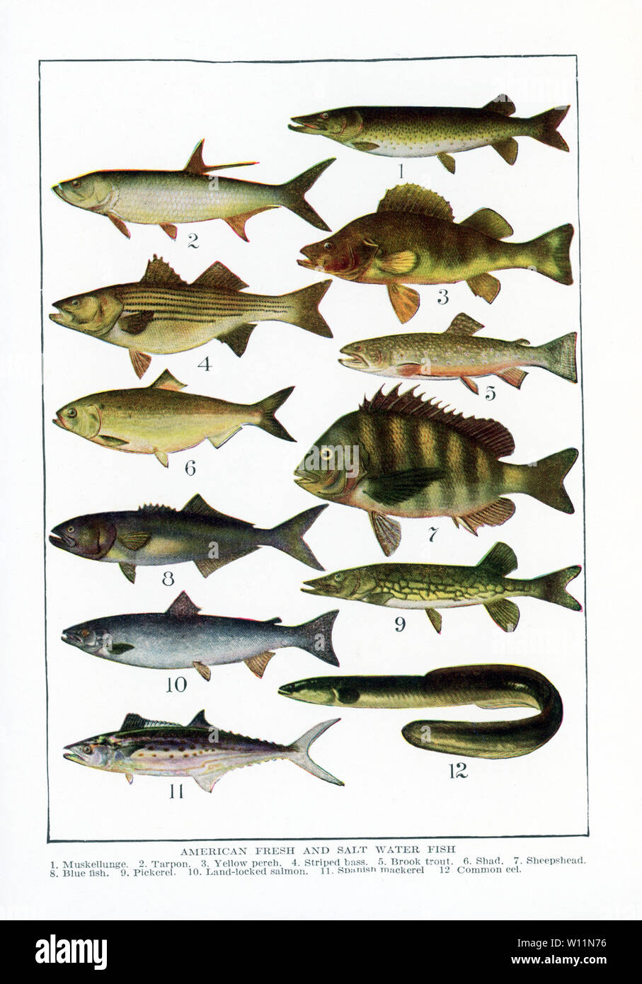 Americana de peces de agua dulce y salada. 1. Muskellunge, 2. El Tarpon, 3.  La perca amarilla, 4. La lobina rayada, 5. La trucha de arroyo, 6. Shad, 7.  Cyprinodon, 8. Pescado