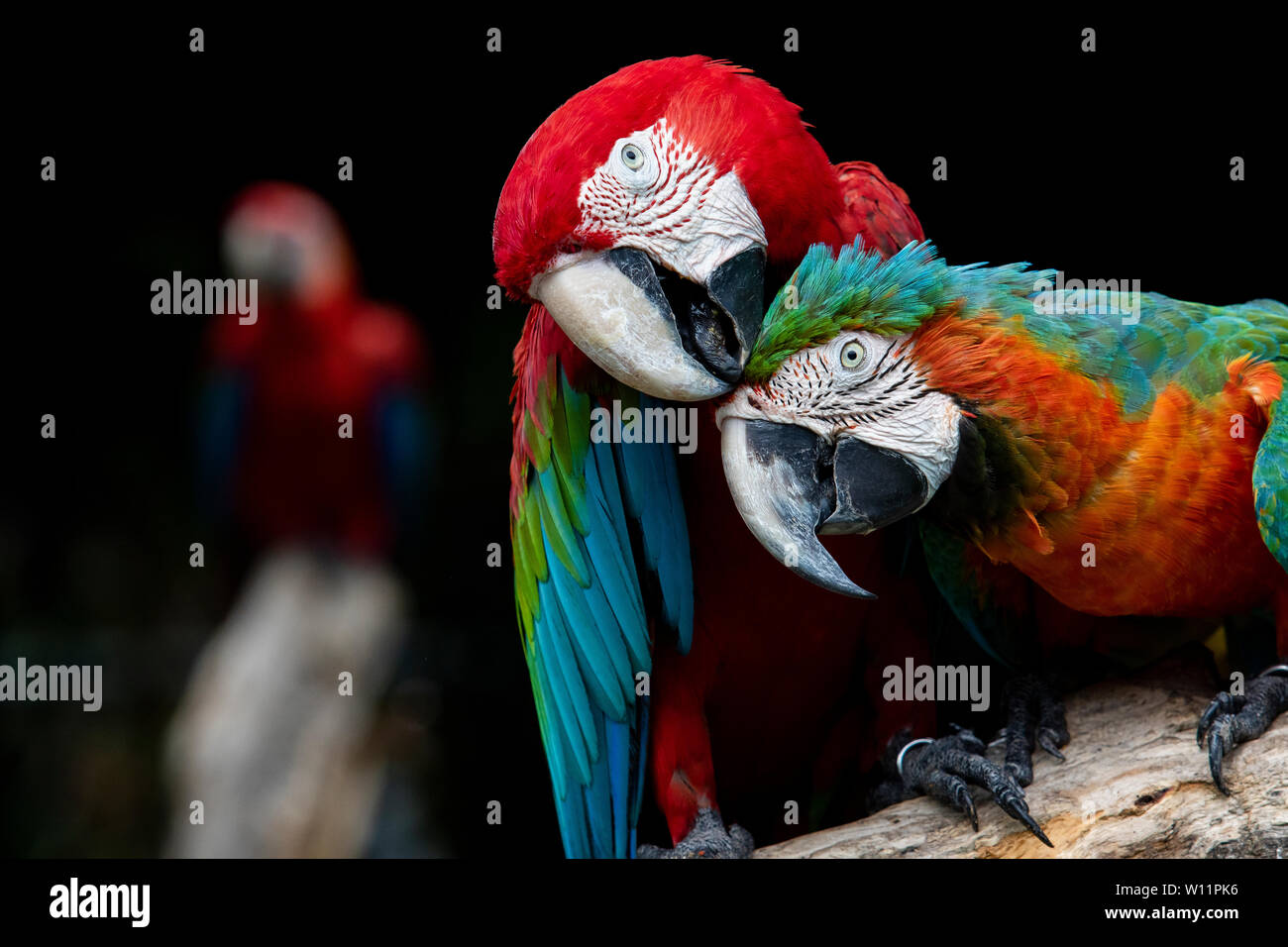 Las parejas de guacamayas rojas donde se posan los pájaros en la rama de árbol Fotografía de stock - Alamy Las parejas de guacamayas rojas donde se posan los pájaros en la rama de árbol Fotografía de stock - Alamy