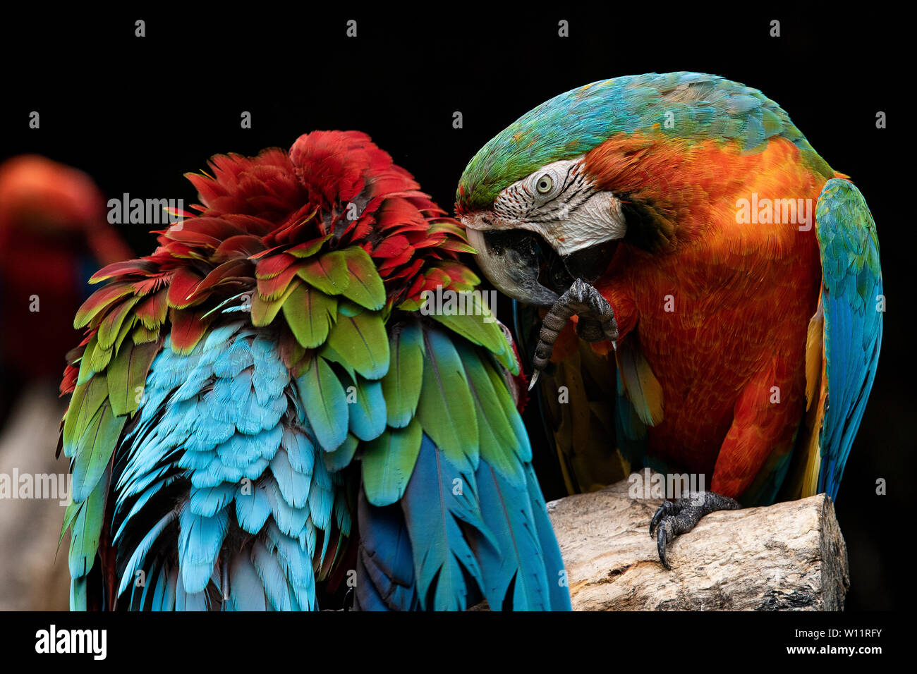 Las parejas de guacamayas rojas donde se posan los pájaros en la rama de árbol Fotografía de stock - Alamy Las parejas de guacamayas rojas donde se posan los pájaros en la rama de árbol Fotografía de stock - Alamy
