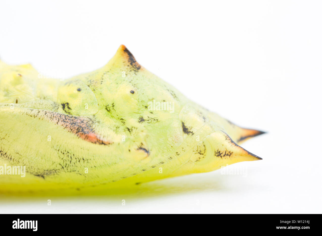 Detalle de una mariposa Aglais Peacock, io, crisálida o pupa. En sus primeras fases, la crisálida es un color verde amarillento como se ve aquí, pero como la b Foto de stock