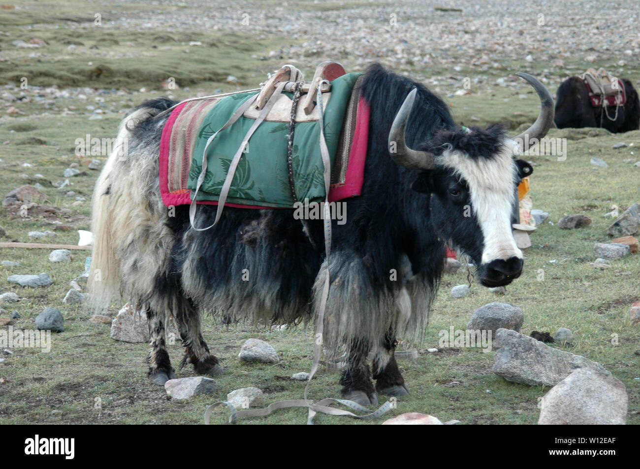 Yak pastan en el valle cerca del monte Kailas, Tíbet, China Foto de stock
