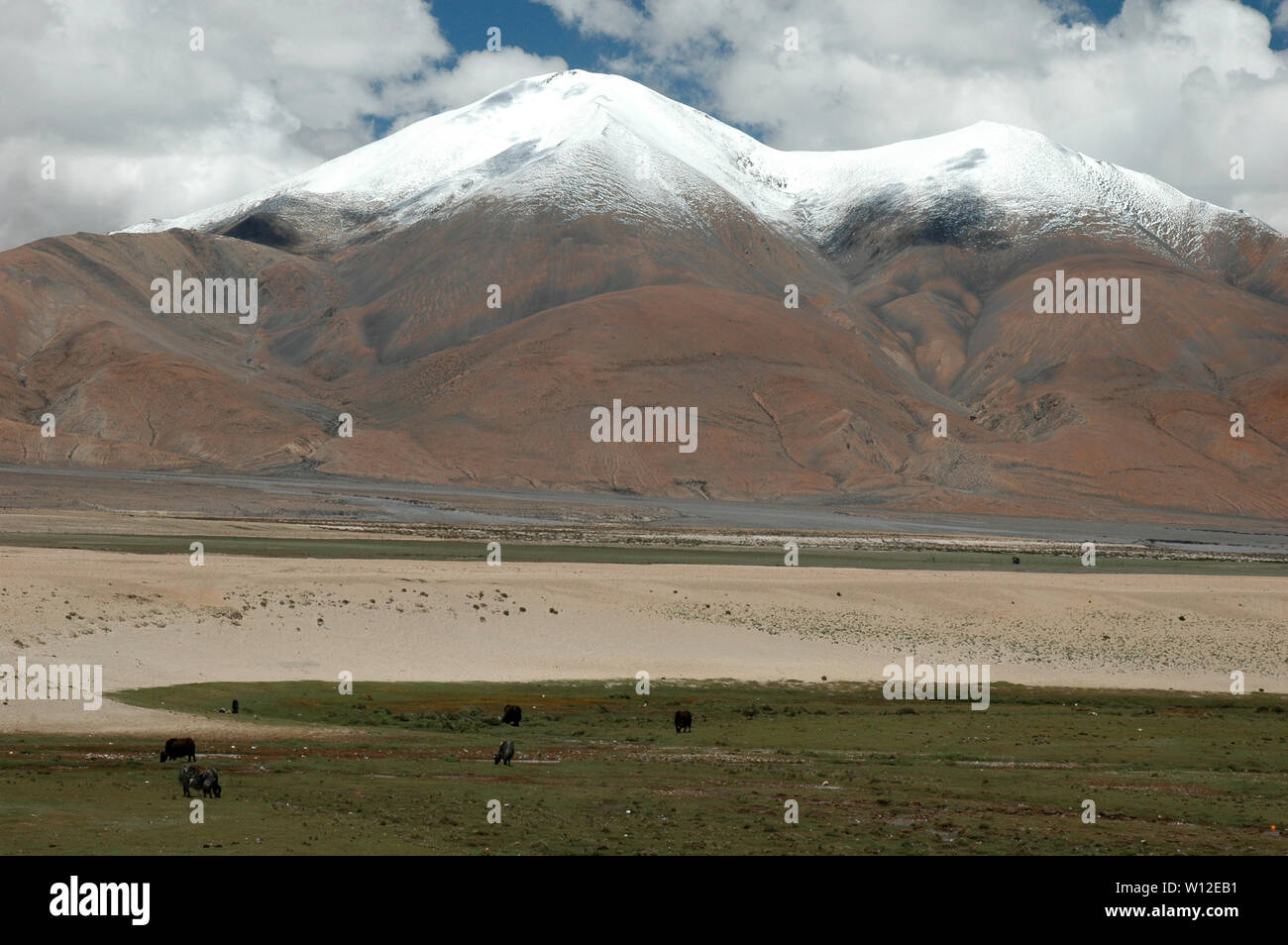 Los yaks pastan en el valle entre los picos nevados de las montañas marrones Foto de stock