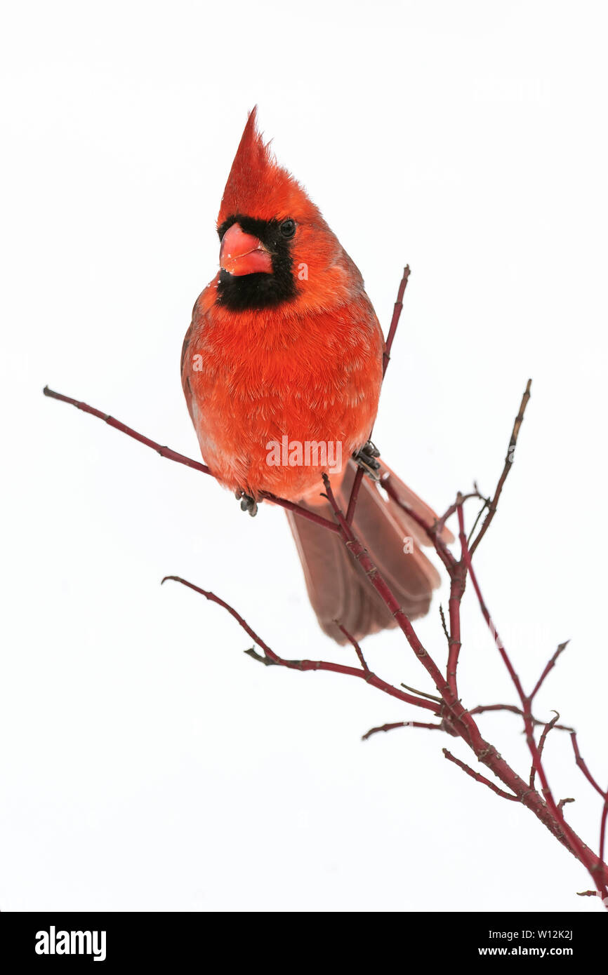 Cardenal norteño masculina (Cardinalis cardinalis), en invierno e América del Norte, por Dominique Braud/Dembinsky Foto Assoc Foto de stock