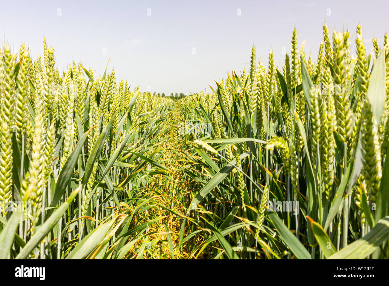 Campo de trigo de verano UK Foto de stock