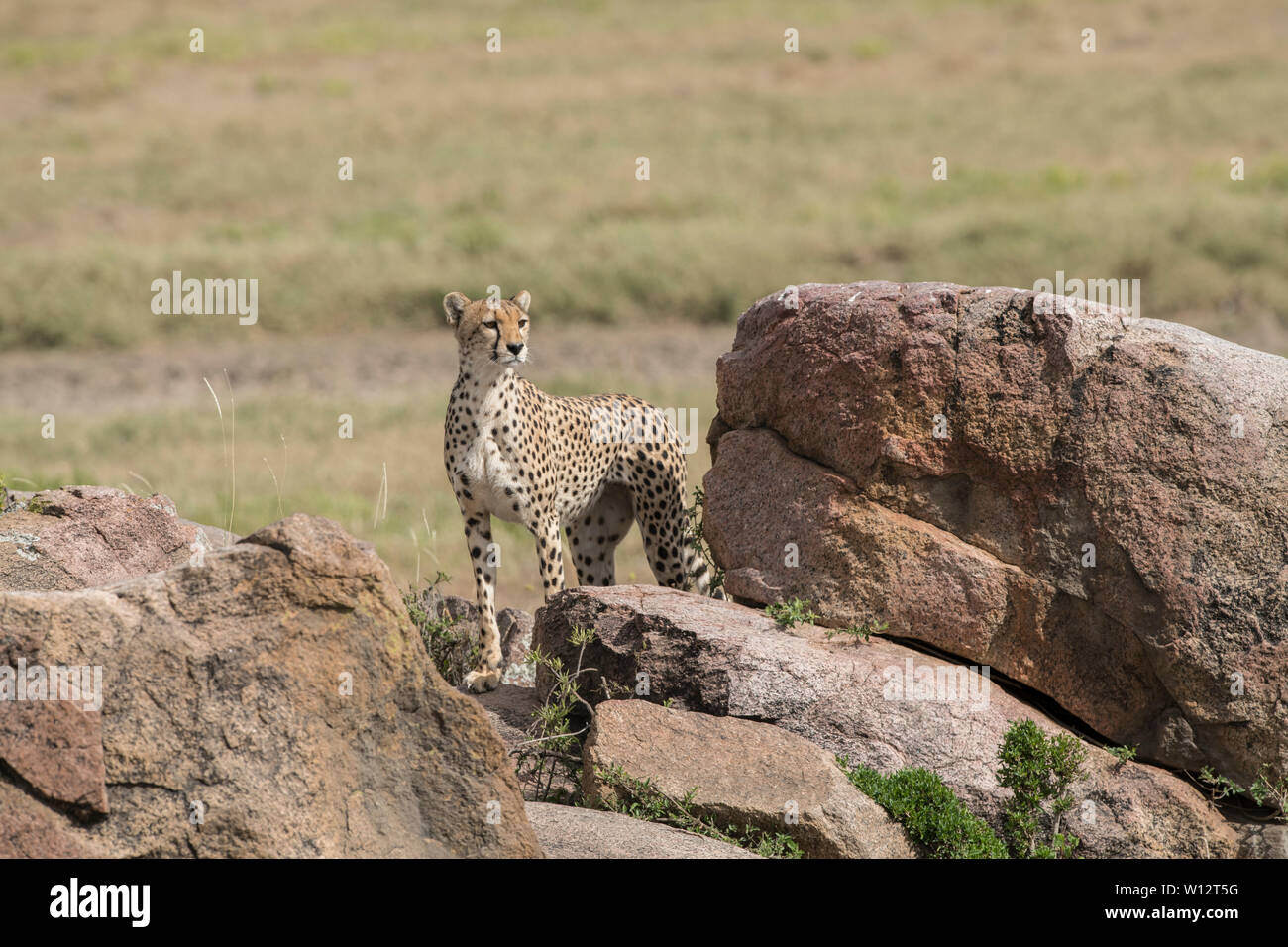 Los guepardos en las rocas, el Serengueti Foto de stock