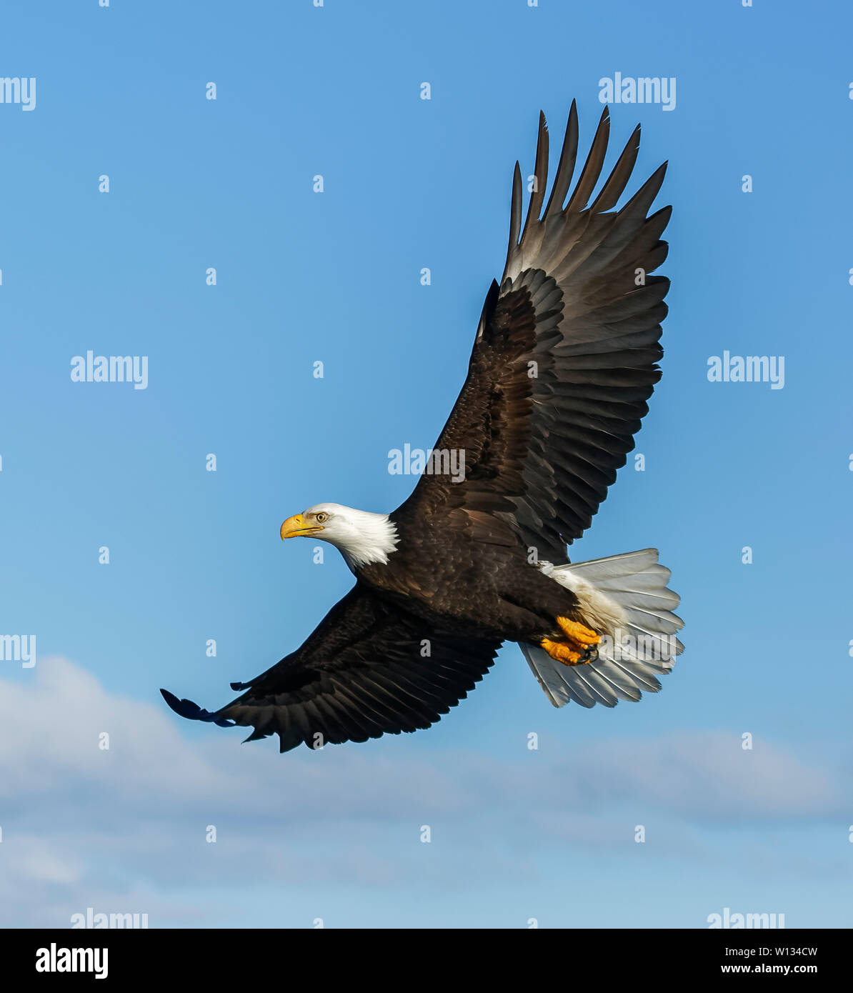 Un águila calva en busca de alimentos y volaba cerca el Homer Spit en la Península Kenai n de Alaska. Foto de stock