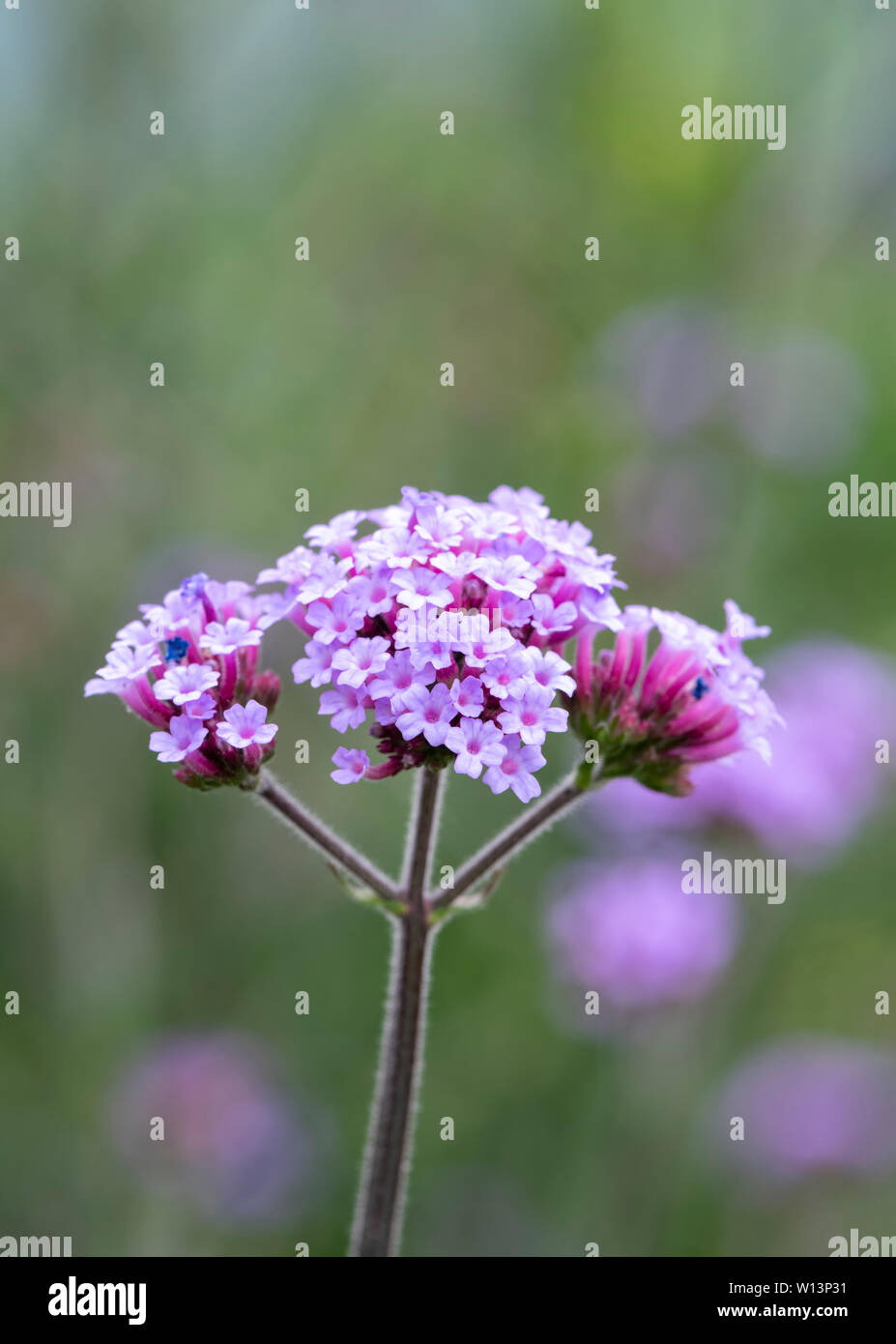 Verbena malva flor en plena floración, Verbena es muy atractiva para las abejas y mariposas Foto de stock