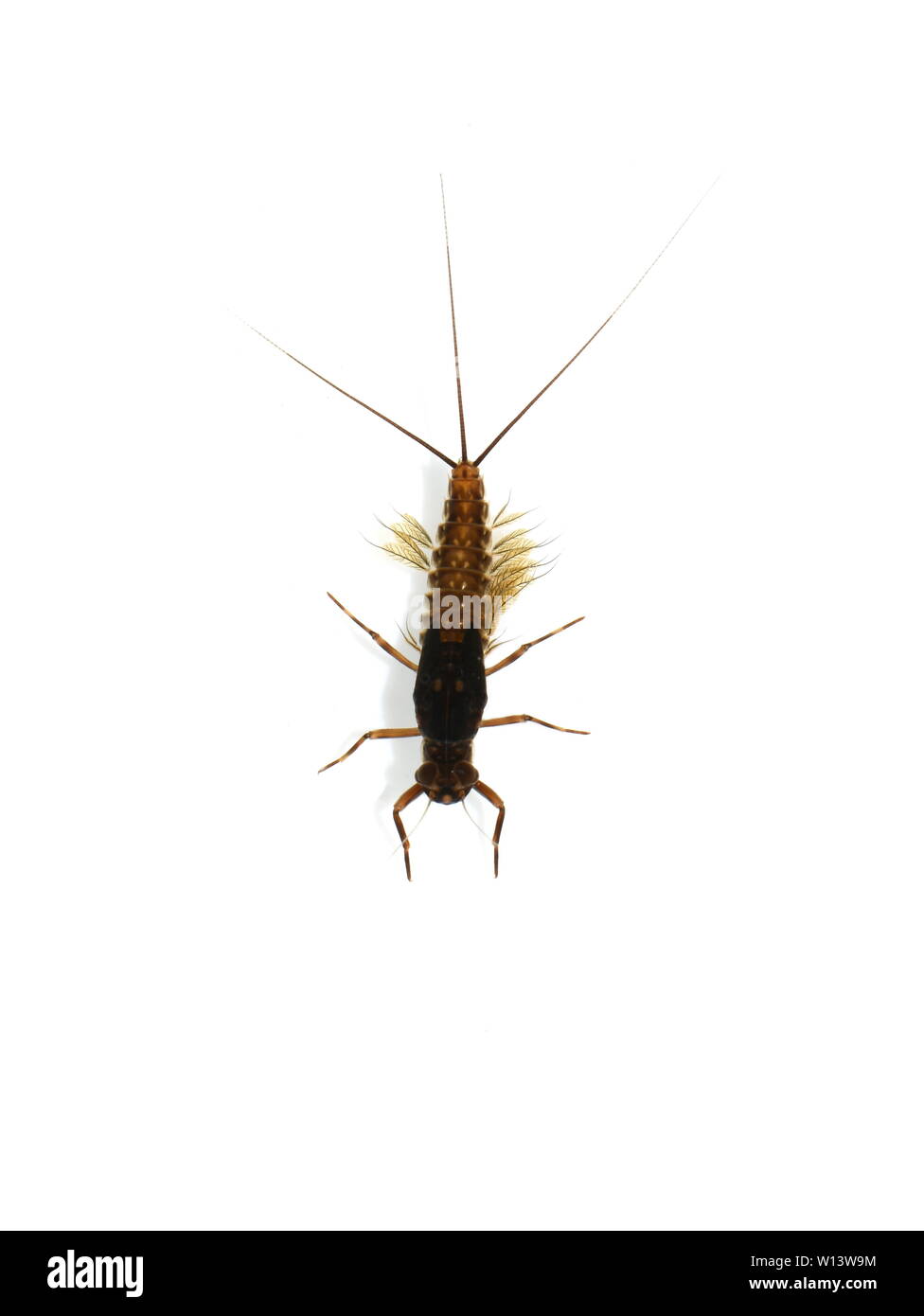 La ninfa acuática de una mayfly Ephemeroptera sobre fondo blanco. Foto de stock