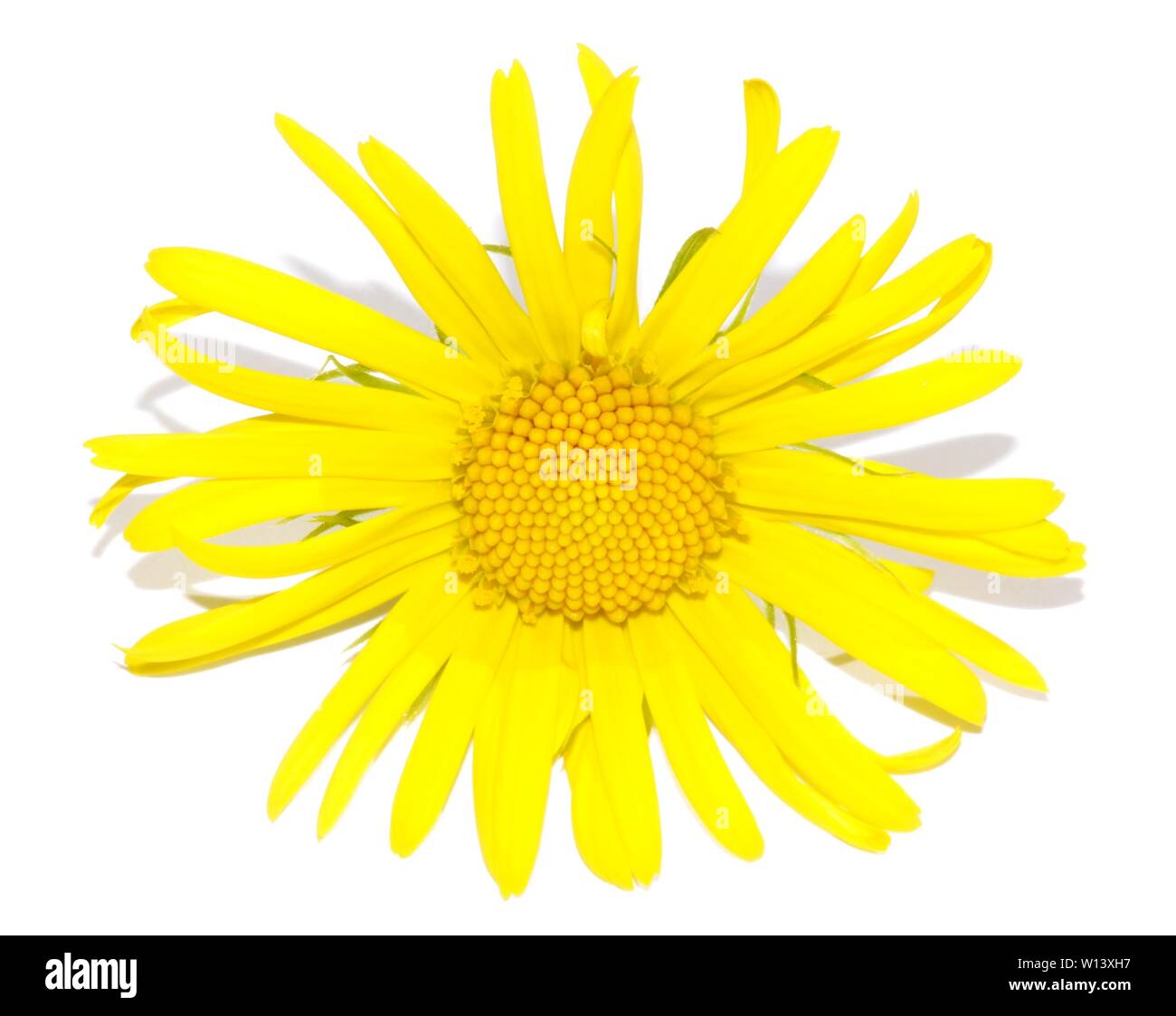 Leopard's Bane Doronicum orientale flor aislado sobre fondo blanco. Foto de stock