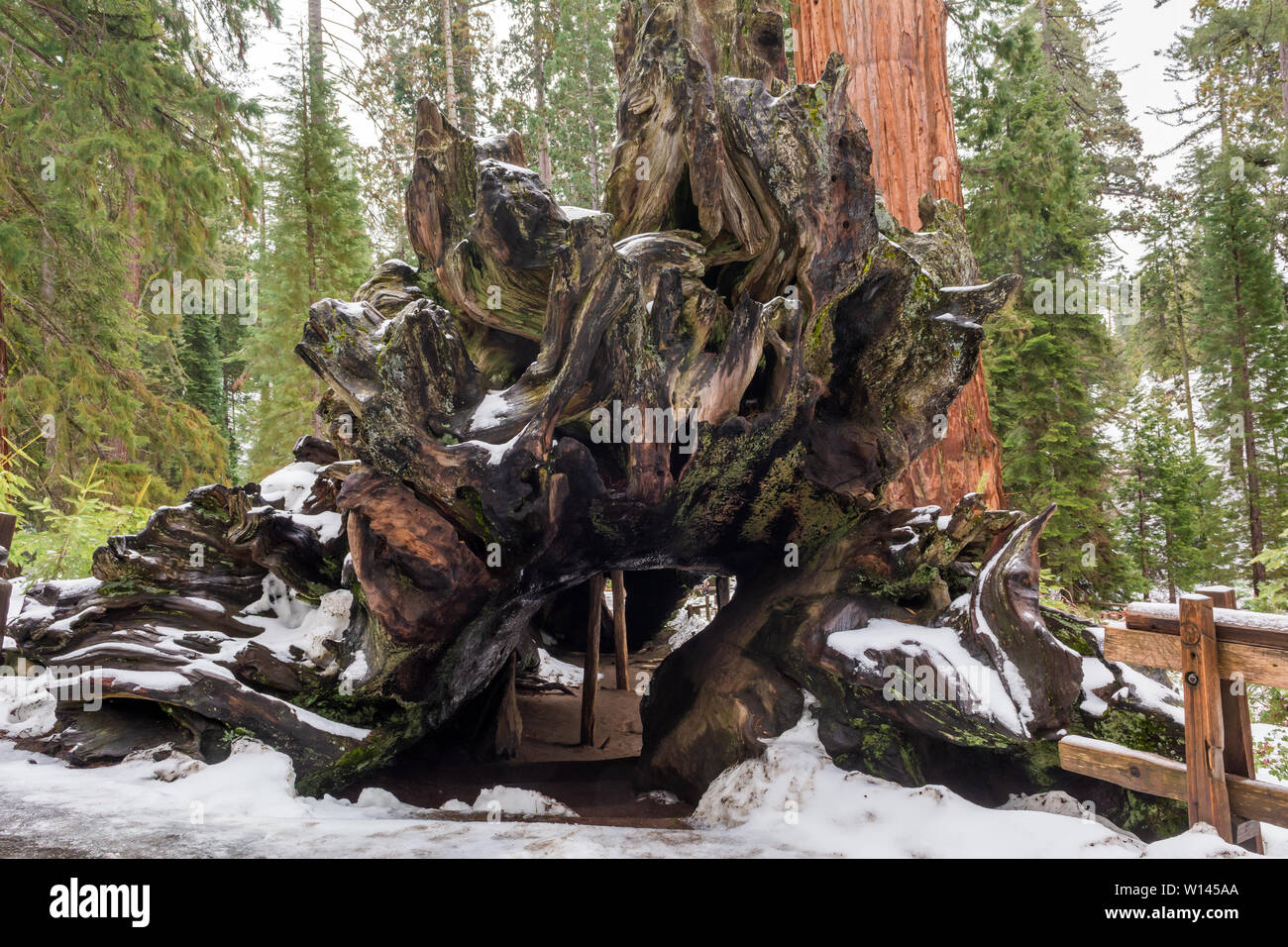 Sequoia National Park en California. El parque es notable por su secoyas gigantes. Ee.Uu. Foto de stock