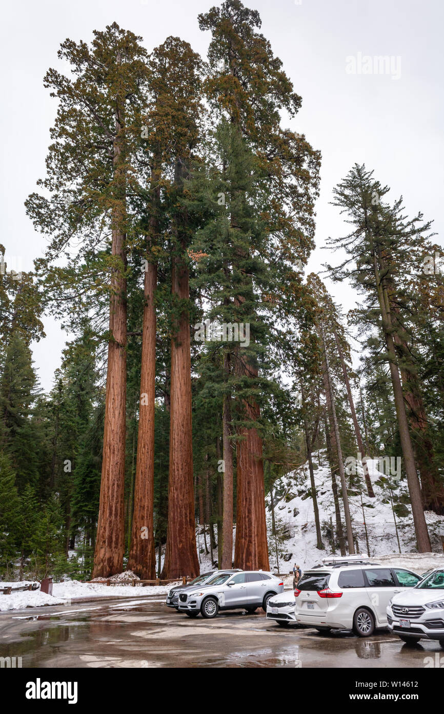 Sequoia National Park en California. El parque es notable por su secoyas gigantes. Ee.Uu. Foto de stock
