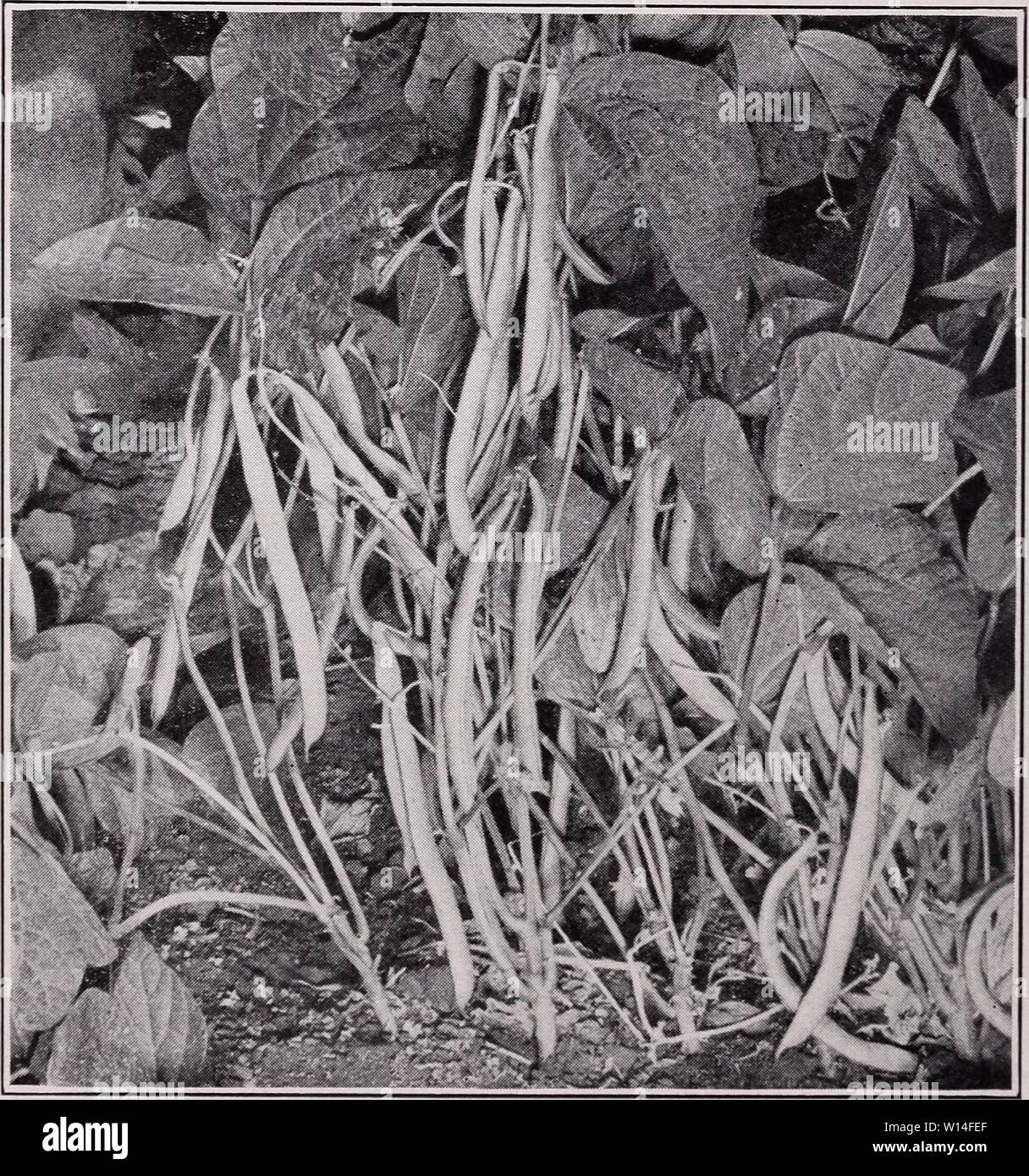 Imagen de archivo de la página 13 del catálogo descriptivo de las verduras  (1947). Catálogo Descriptivo de hortalizas . descriptivecatal1947asso Año:  1947 10 ASOCIADOS LOS PRODUCTORES DE SEMILLAS, INC. BUSH FRIJOLES-cont.  Longitud